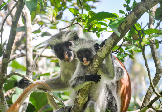 Full day Jozani Forest, Spice Farm & Stone Town