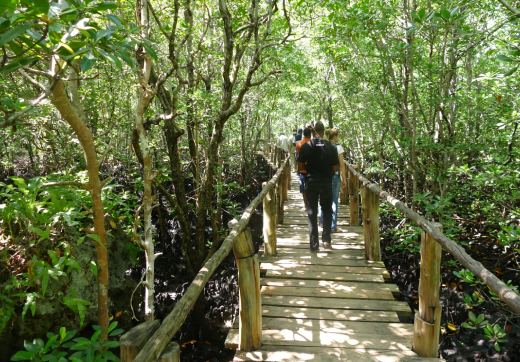 Jozani Forest Tour