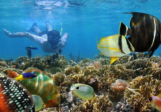 Mnemba Island Snorkeling